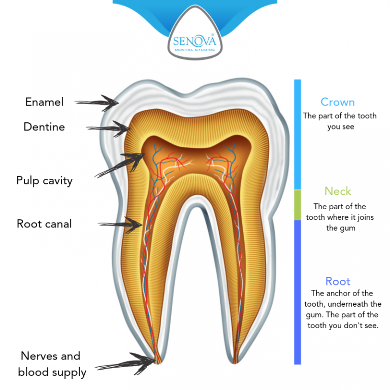 What are teeth made of? Senova Blog