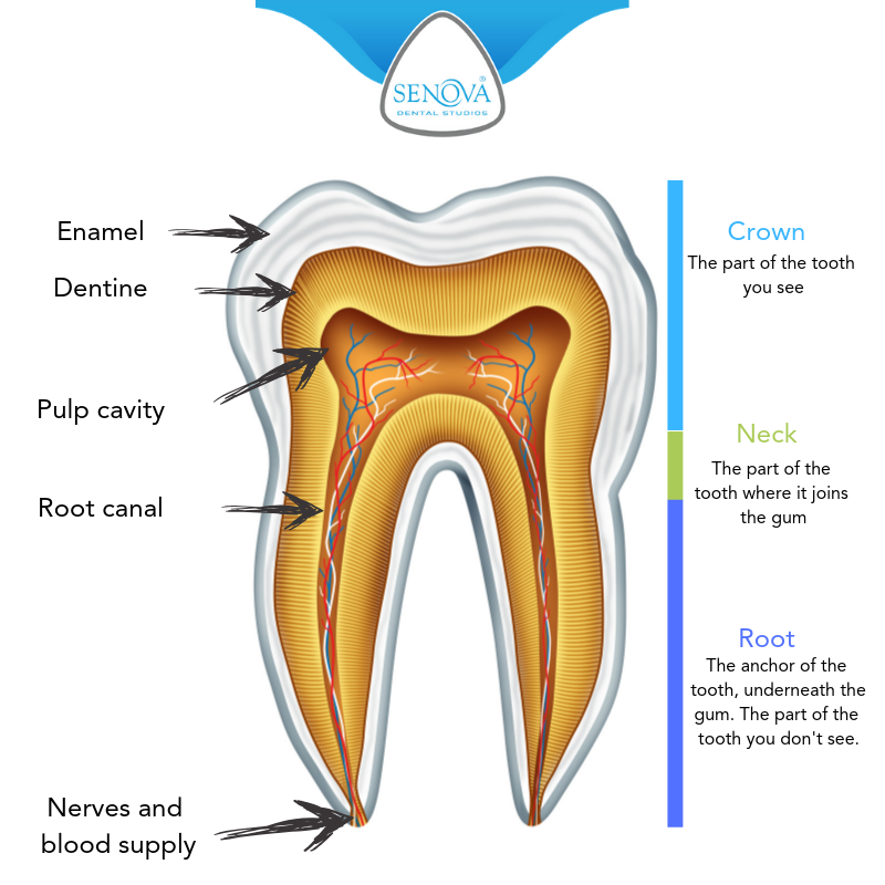 human baby teeth diagram